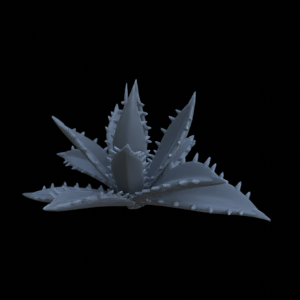 Terrain Plant Agave